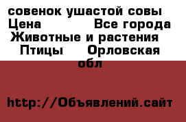 совенок ушастой совы › Цена ­ 5 000 - Все города Животные и растения » Птицы   . Орловская обл.